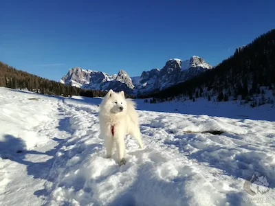 Le Pale di San Martino dal Lago di Calaita