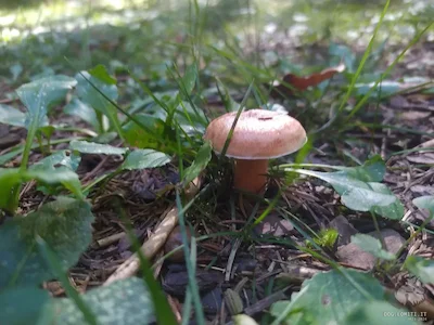 Funghi